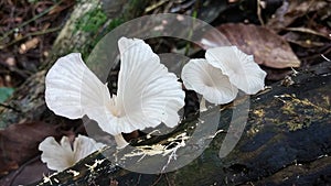 Edible cap mushroom growing on green moss in tropical rain forest