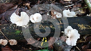 Edible cap mushroom growing on green moss in tropical rain forest