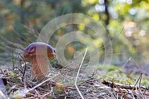 Edible cep mushroom grow in coniferous wood