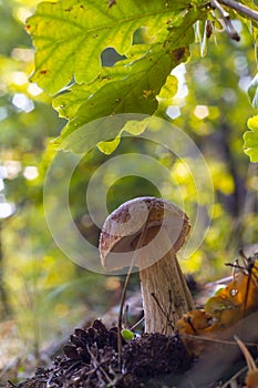 Edible cep mushroom grow in oak wood