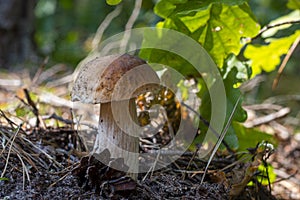 Edible cep mushroom grow in wood