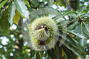 Edible chestnut fruits on the chestnut tree close up