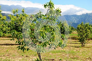 Edible Chestnut tree