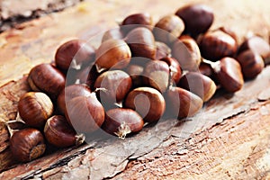 Edible chestnuts