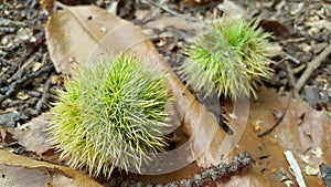 Edible chestnuts