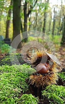 Edible chestnuts