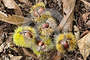 Edible chestnuts fallen onto the forest ground