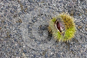 Edible chestnuts in an open peel with spikes on the road