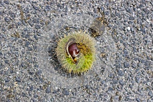 Edible chestnuts in the open peel with thorns