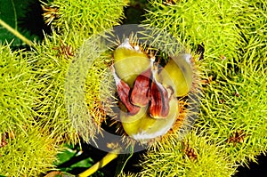 Edible Chestnuts and pods.