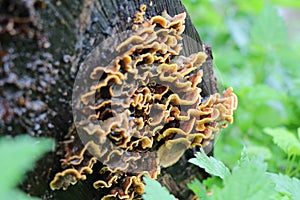 edible chicken of the woods fungi growing on a dead tree stump