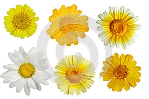 Edible Chrysanthemumset,