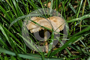 Edible Clove mushroom or Fairy Ring mushroom Latin: Marasmius oreades in grass, closeup