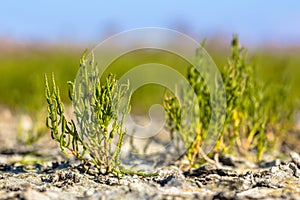 Edible Common glassworth on saltmarsh