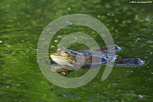Edible or common water frog