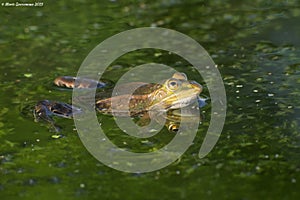 Edible or common water frog