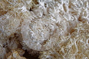 Edible coral mushrooms