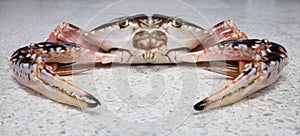 An edible crab