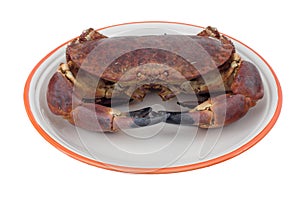 Edible crab photo