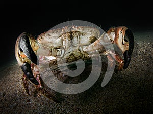 Edible Crab, Cancer Pagarus - Farne Islands.