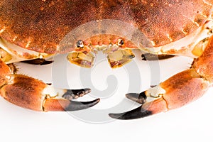 Edible crab/Cancer pagurus