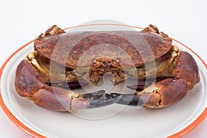 Edible crab ( cancer pagurus )