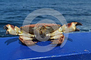 The Edible Crab (Cancer pagurus) aboard a ship