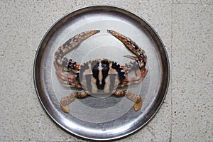 An edible crab placed on a plate