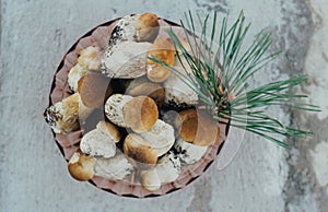 Edible delicious mushroom boletus edulis in a bowl on a gray background. Beautiful mushroom penny bun, ceps