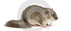 Edible dormouse