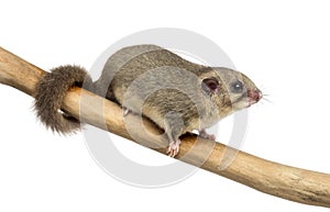 Edible dormouse on a branch