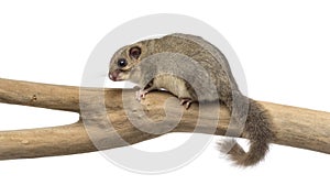 Edible dormouse on a branch