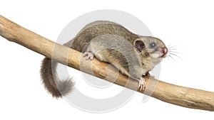 Edible dormouse on a branch