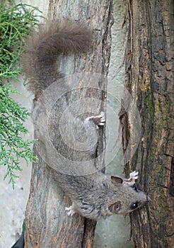 Edible dormouse or fat dormouse