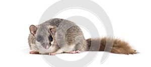 Edible Dormouse or Fat Dormouse, Glis glis