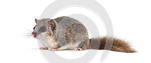 Edible Dormouse or Fat Dormouse, Glis glis