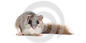 Edible Dormouse or Fat Dormouse, Glis glis