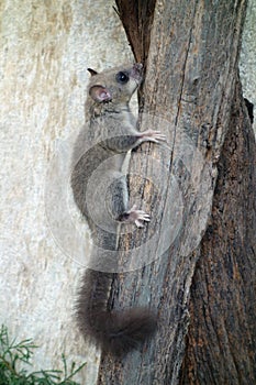Edible dormouse or fat dormouse