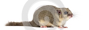 Edible dormouse