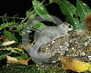 Edible Dormouse, glis glis