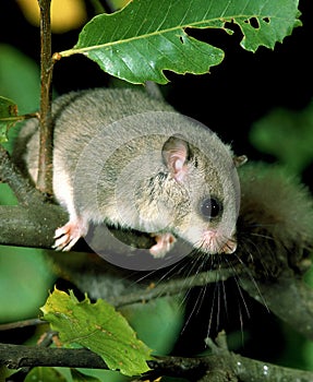 Edible Dormouse, glis glis