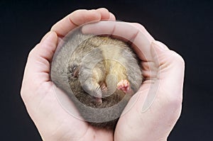 Edible dormouse / Glis glis