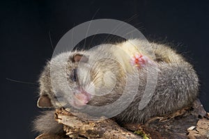 Edible dormouse / Glis glis