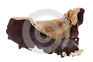 Edible Dried Fungus Macro