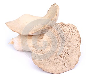 Edible Eryngii mushroom