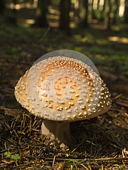 Edible european blusher mushroom