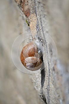 The edible European Escargot Snail (Helix pomatia)