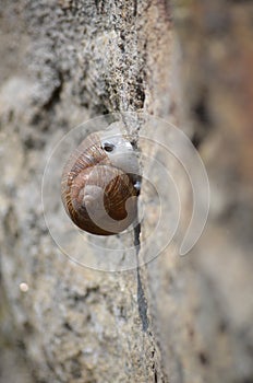 The edible European Escargot Snail (Helix pomatia)