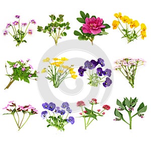 Edible European Flower and Wildflower Collection
