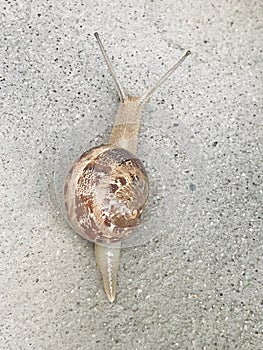 Edible europian snail, Helix pomatia